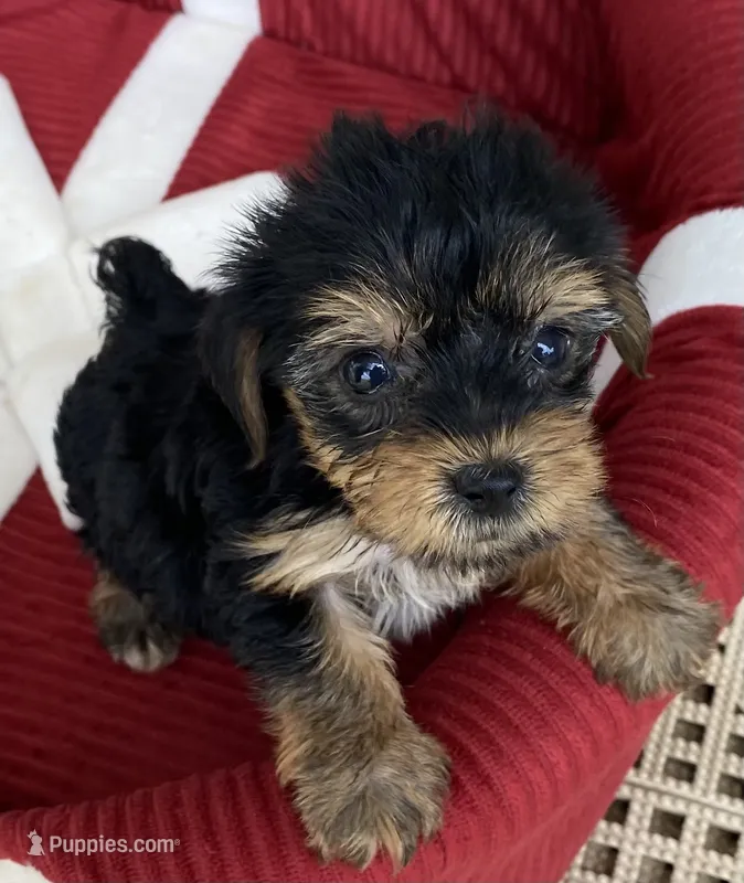 Bo – Yorkshire Terrier puppy for sale in Wesson, MS