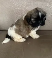 Joe, a male Shih Tzu for sale in Wesson, MS – 3 of 3