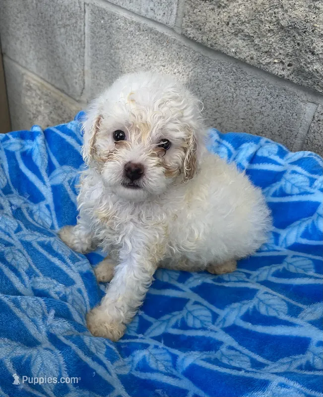 Ethan  – Maltipoo puppy for sale in Wesson, MS