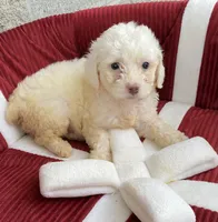 Sandy, a female Maltipoo for sale in Wesson, MS – 3 of 3