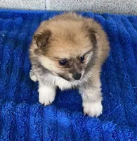 Ken, a male Pomeranian for sale in Wesson, MS – 2 of 3