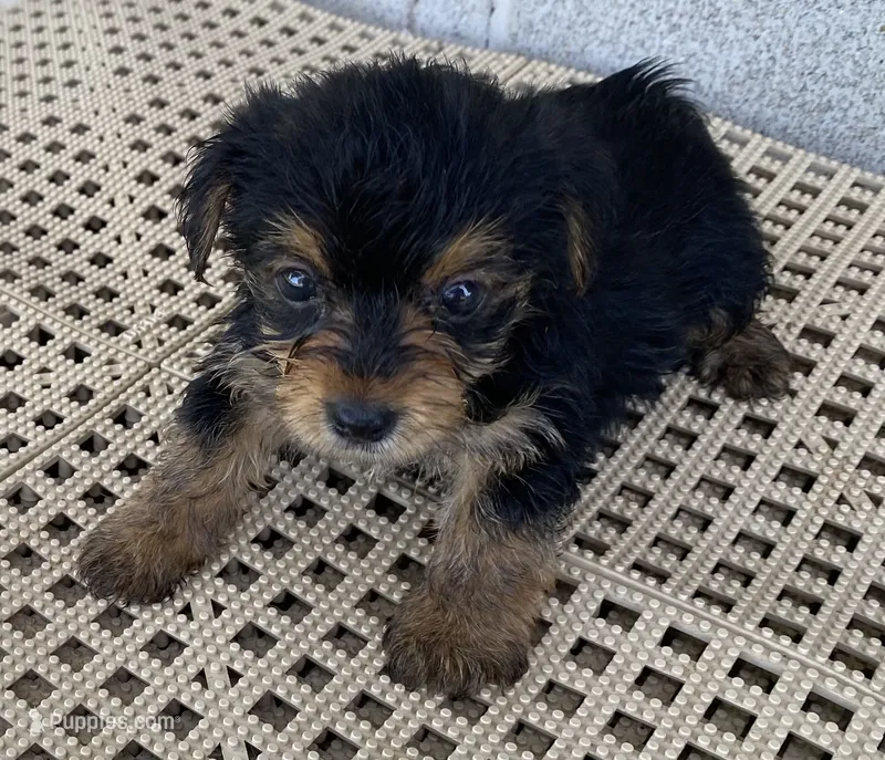 Andy – Yorkshire Terrier puppy for sale in Wesson, MS