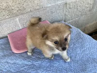 Gail, a female Pomeranian for sale in Wesson, MS – 5 of 5