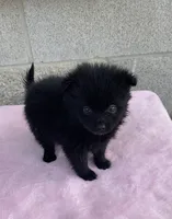 Bella, a female Pomeranian for sale in Wesson, MS – 4 of 6