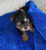 Tad, a male Yorkshire Terrier for sale in Wesson, MS – 6 of 6