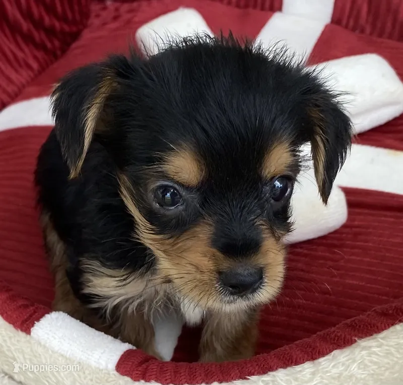 Ben – Yorkshire Terrier puppy for sale in Wesson, MS