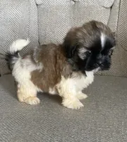 Joe, a male Shih Tzu for sale in Wesson, MS – 2 of 3