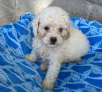 Ethan , a male Maltipoo for sale in Wesson, MS – 2 of 4