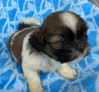 Jack, a male Shih Tzu for sale in Wesson, MS – 3 of 3
