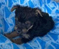Jojo, a male Yorkshire Terrier for sale in Wesson, MS – 3 of 3