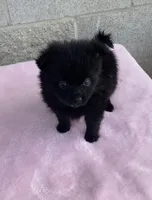Bella, a female Pomeranian for sale in Wesson, MS – 3 of 6