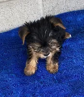 Tad, a male Yorkshire Terrier for sale in Wesson, MS – 2 of 6