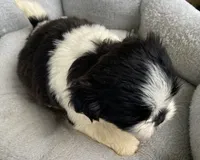 Jimmy , a male Shih Tzu for sale in Wesson, MS – 3 of 3