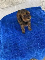 Bill, a male Maltipoo for sale in Wesson, MS – 6 of 6