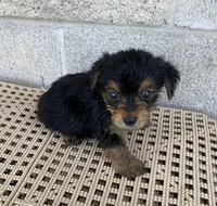 Andy, a male Yorkshire Terrier for sale in Wesson, MS – 3 of 3