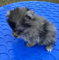 Cliff, a male Pomeranian for sale in Wesson, MS – 4 of 5