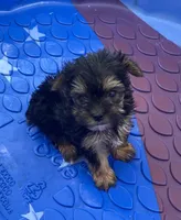 Little King, a male Yorkshire Terrier for sale in Wesson, MS – 6 of 6