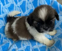 Jack, a male Shih Tzu for sale in Wesson, MS – 1 of 3