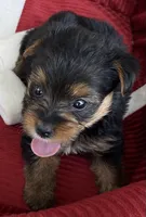 Bella, a female Yorkshire Terrier for sale in Wesson, MS – 1 of 4