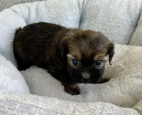 Buddy, a male Shihpoo for sale in Wesson, MS – Photo 3 of 5