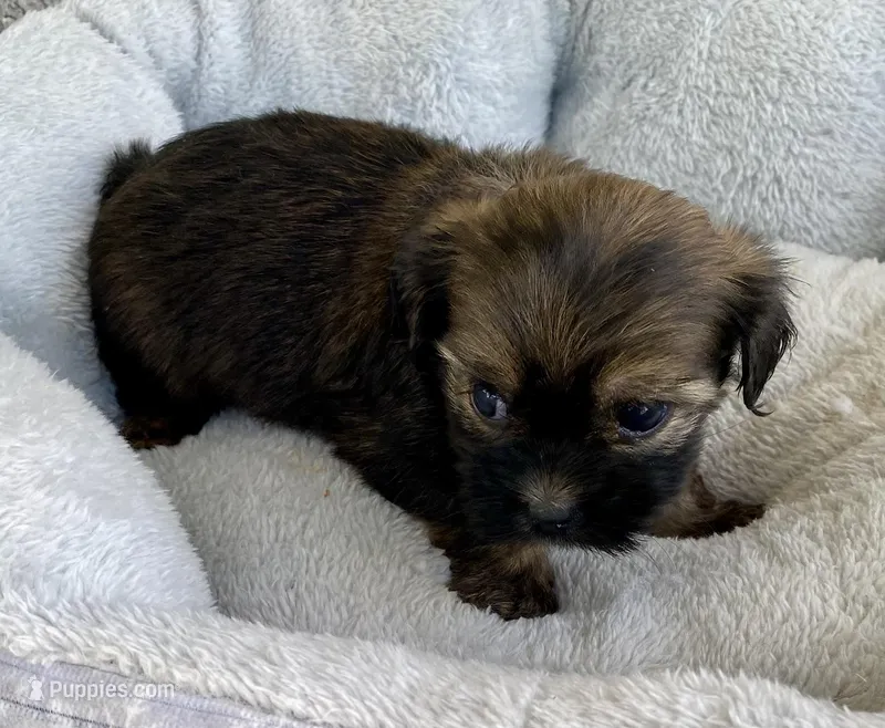 Buddy – Shihpoo puppy for sale in Wesson, MS