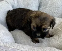 Buddy, a male Shihpoo for sale in Wesson, MS – Photo 1 of 5