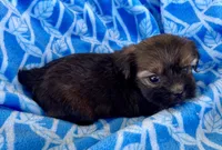 Buddy, a male Shihpoo for sale in Wesson, MS – Photo 5 of 5