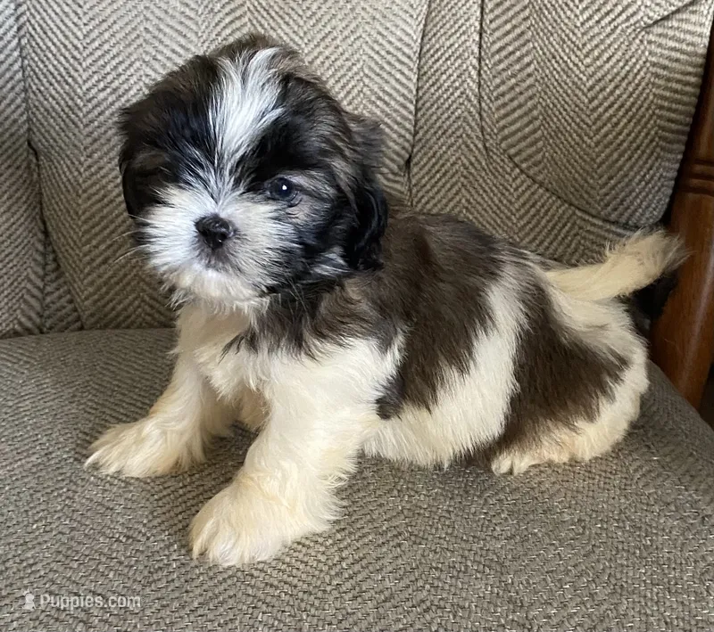 John – Shih Tzu puppy for sale in Wesson, MS