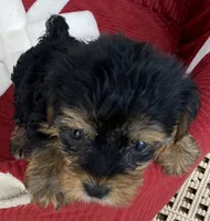 Bo, a male Yorkshire Terrier for sale in Wesson, MS – 3 of 5