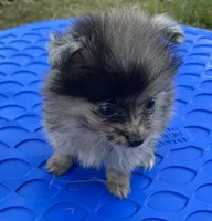 Cliff, a male Pomeranian for sale in Wesson, MS – 2 of 5