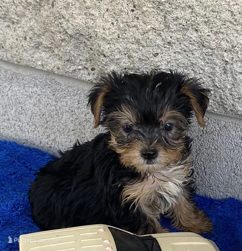 Tad – Yorkshire Terrier puppy for sale in Wesson, MS