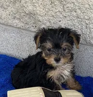 Tad, a male Yorkshire Terrier for sale in Wesson, MS – 1 of 6