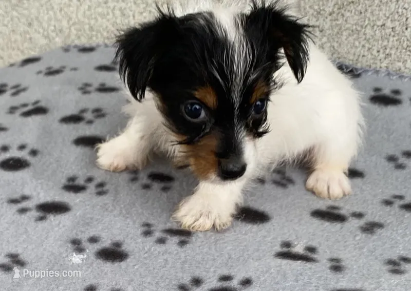 Gail – Yorkshire Terrier puppy for sale in Wesson, MS