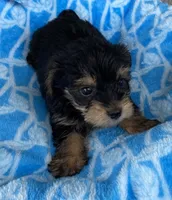 Lucas, a male Yorkshire Terrier for sale in Wesson, MS – 1 of 6