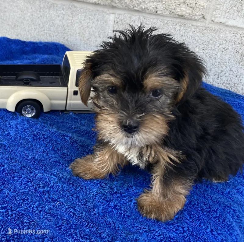 Andy – Yorkshire Terrier puppy for sale in Wesson, MS