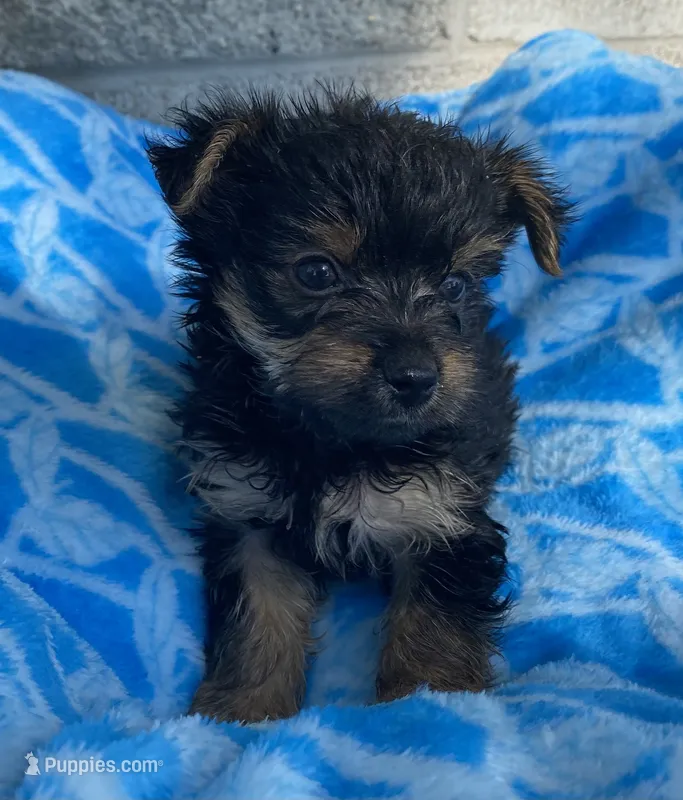 Jojo – Yorkshire Terrier puppy for sale in Wesson, MS