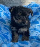 Jojo, a male Yorkshire Terrier for sale in Wesson, MS – 1 of 3