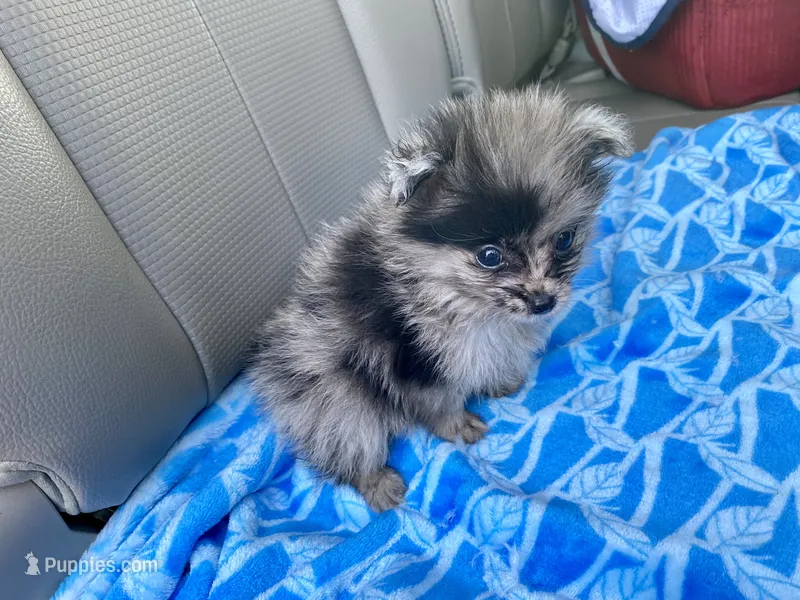 Cliff – Pomeranian puppy for sale in Wesson, MS