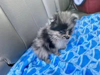 Cliff, a male Pomeranian for sale in Wesson, MS – 1 of 5