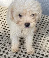 Josh, a male Maltipoo for sale in Wesson, MS – 3 of 5