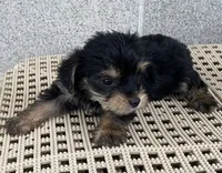 Lucas, a male Yorkshire Terrier for sale in Wesson, MS – 5 of 6