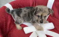 Sonnie, a male Pomeranian and Yorkshire Terrier for sale in Wesson, MS – 3 of 4