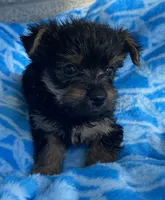 Jojo, a male Yorkshire Terrier for sale in Wesson, MS – 2 of 3
