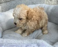 Sally, a female Maltipoo for sale in Wesson, MS – 2 of 3
