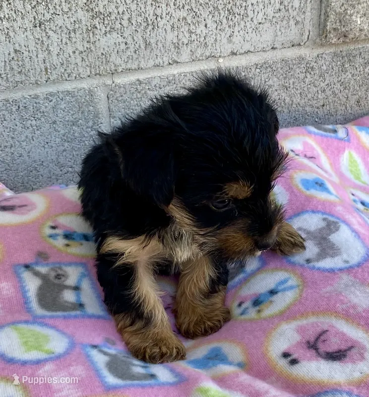 Mary, a female Yorkshire Terrier for sale in Wesson, MS – 1 of 5