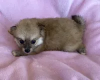 Gail, a female Pomeranian for sale in Wesson, MS – 3 of 5