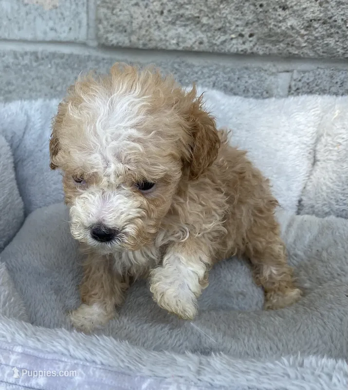 Sally – Maltipoo puppy on hold in Wesson, MS