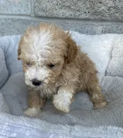 Sally, a female Maltipoo for sale in Wesson, MS – 1 of 3