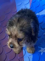 Eli, a male Yorkshire Terrier for sale in Wesson, MS – 3 of 4