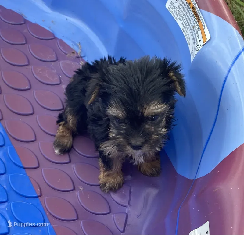 Little King – Yorkshire Terrier puppy for sale in Wesson, MS